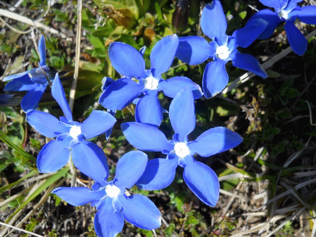 Fiore blu da determinare - Gentiana cfr. verna